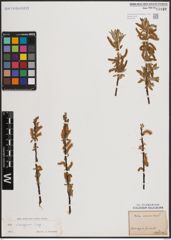 Foto von Salix eleagnos Scop.